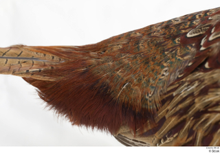 Pheasant  2 tail 0004.jpg